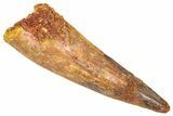 Bargain, Fossil Spinosaurus Tooth - Real Dinosaur Tooth #382328-1